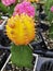 Beauty thorn cactus yellow vivid color. Shapen thorn top view. fresh dessert plant in garden. Natural pattern shape in small black