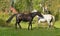 Beauty Thoroughbred mare and stallion ordinary