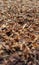 The beauty of tobacco being dried in the sun