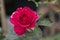 Beauty topview soft red rose multi petals abstract shape with green leaves in botany garden. symbol of love in valentine day. soft