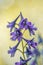 Beauty of the Toxic Larkspur