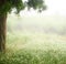 The beauty and tranquility of an overcast day. Low-angle shot of lush plant life on an overcast day.