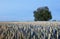 Beauty tree on wheat field at night