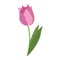Beauty tulip flora nature