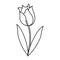 Beauty tulip flora nature thin line