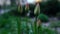 Beauty tulips bloomind in garden in start spring. Dark time in garden.