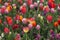 Beauty Tulips colored in Holland