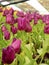 The beauty of the tulips with purple, blooming in the garden