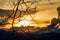 The beauty of the twigs are silhouette sky to the sunset as a background.