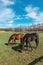 The beauty of two majestic mares leisurely grazing in a spacious fenced yard. Animals enjoying the outdoors freedom to feed on