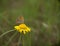 Beauty variegated butterfly