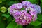 Beauty violet hydrangea