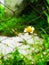 The beauty of the weeds on the edge of the house