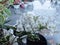 the beauty of white flowers in front of the terrace of the house.