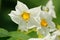 Beauty of white flowers of potato