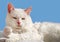 Beauty white persian cat
