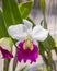 Beauty white and violet cattleya orchid flower.