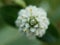 The beauty of white weed flowers