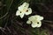 The beauty of white wildflowers in the grass around the flower garden