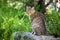 beauty wild cat with green eyes