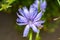 Beauty wild growing flower chicory ordinary on background meadow