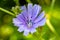 Beauty wild growing flower chicory ordinary on background meadow