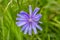 Beauty wild growing flower chicory ordinary on background meadow