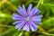 Beauty wild growing flower chicory ordinary on background meadow