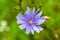 Beauty wild growing flower chicory ordinary on background meadow