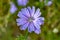 Beauty wild growing flower chicory ordinary on background meadow