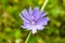 Beauty wild growing flower chicory ordinary on background meadow