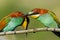 Beauty wild nature colorful bee-eaters