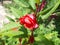 The beauty of a wild red flower is growing and blooming in front of my house