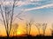 The beauty of withered trees at dusk in winter