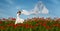 Beauty woman in poppy field with tissue