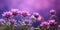 Beauty xeranthemum flower, garden decoration, copy space blurred background