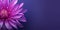 Beauty xeranthemum flower, garden decoration, copy space blurred background