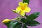 The beauty of yellow allamanda flowers that are in full bloom.