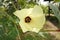 Beauty yellow hibiscus manihot flower