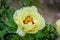 Beauty yellow peony. Chinese peony.