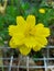 The beauty of yellow sulfur kenikir flowers that grow in the garden