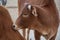 Beauty of Zebu Cow Closeup