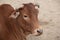 Beauty of Zebu Cow Closeup Looking