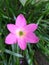 A beauty Zephyranthes Minuta