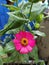 Beauty zinnia angustifolia pink flower