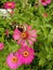 The beauty of Zinnia Elegant & butterfly Greateggfly ( 2 )
