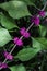Beautyberry Callicarpa americana