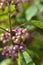Beautyberry Profusion