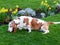 Beautyful adorable basset hound dog with yellow flower.