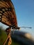 Beautyful butterfly  on blurred background.insect,animal,fauna